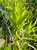 Chilopsis linearis  - Desert Willow