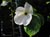 Cornus 