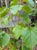 Viburnum ellipticum  - Viburnum