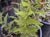 Cheilanthes covillei  - Lip Fern