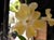 Mimulus 