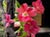 Heuchera 