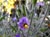 Solanum umbellliferum 