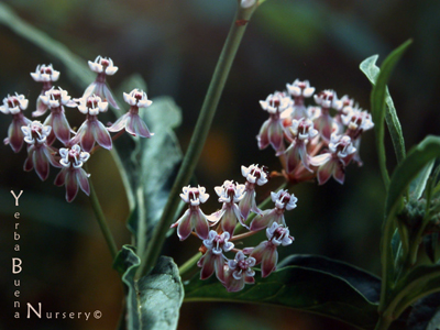 Asclepias speciosa