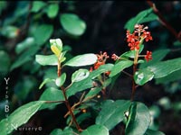 Ribes viburnifolium - Catalina Currant