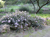 Ceanothus maritimus 'Point Sierra' - Maritime Ceanothus