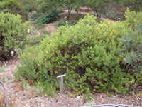 Arctostaphylos tomentosa rosei - Rose's Manzanita