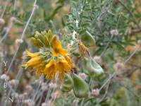 Isomeris arborea - Bladderpod
