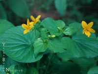 Viola glabella - Stream Violet