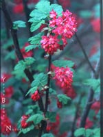 Ribes malvaceum 'Barrie Coate' - Chaparral Currant