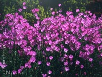 Clarkia bottae - Punchbowl Godetia