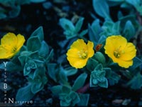 Camissonia cheiranthifolia - Dune Evening Primrose
