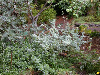 Berberis nevinii - Nevin Barberry