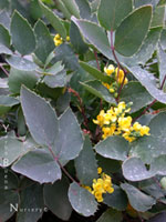 Berberis repens - Creeping Barberry