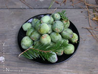 Torreya californica - California Nutmeg