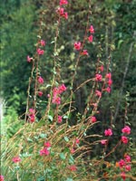 Clarkia unguiculata - Mountain Garland