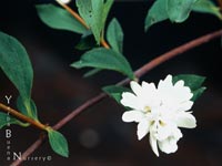 Philadelphus lewisii californica 'Goose Creek' - Mock Orange