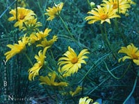 Coreopsis maritima - Sea-Dahlia