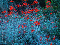 Epilobium canum - California Fuchsia