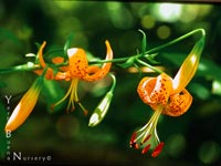 Lilium kelleyanum -