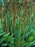 Plantago maritima - Plantain