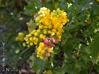 Berberis 'Ken Hartman' - Oregon Grape