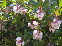 Arctostaphylos 'Winterglow' - Winterglow Manzanita