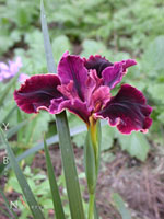 Iris 'Escalona' - PCH-Iris