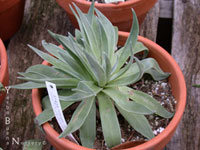 Dudleya lanceolata - Dudleya