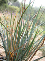 Festuca californica 'Scott Mountain' - Silver-Gray California Fescue