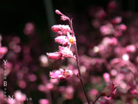 Heuchera 'Canyon Melody' - 'Canyon Melody' Coral Bells