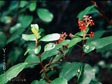 Ribes viburnifolium