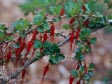 Ribes speciosum