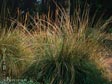 Muhlenbergia rigens