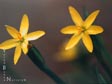 Sisyrinchium californicum