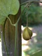 Aristolochia californica