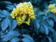 Berberis aquifolium