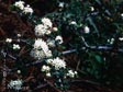 Ceanothus cuneatus var. rigidus 'Snowball'