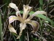 Iris fernaldii