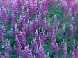 Lupinus albifrons