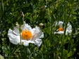 Romneya coulteri