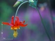 Aquilegia formosa