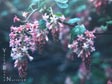 Ribes sanguineum var. glutinosum