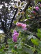 Lepechinia fragrans