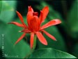 Calycanthus occidentalis