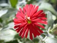 Silene californica