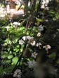 Vancouveria hexandra