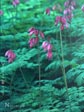 Dicentra formosa