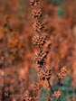 Salvia spathacea