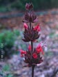 Salvia spathacea